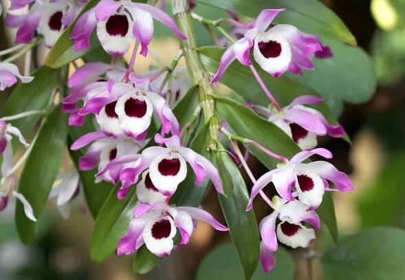 Dendrobium-nobile