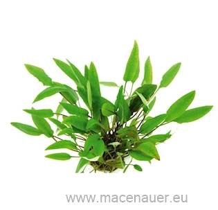 Cryptocoryne affinis
