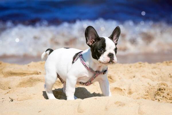 Frenchie Puppies Near Boca Raton