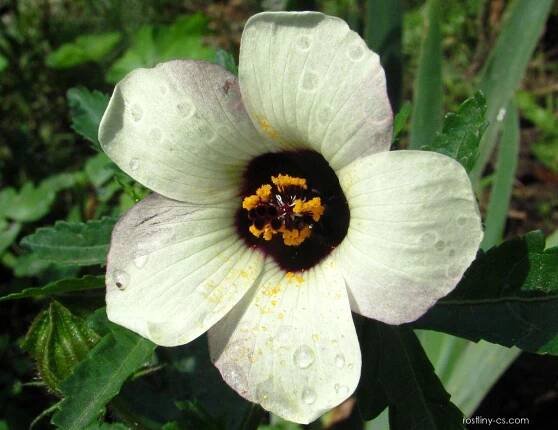 Ibišek trojdílný (Hibiscus trionum), květy, květenství