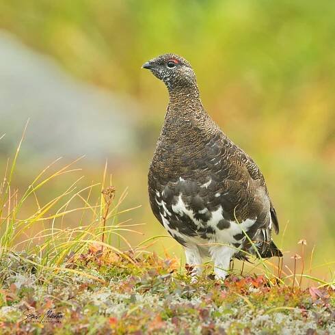 Hrabaví | Štěpán Mikulka | Wildlife fotograf