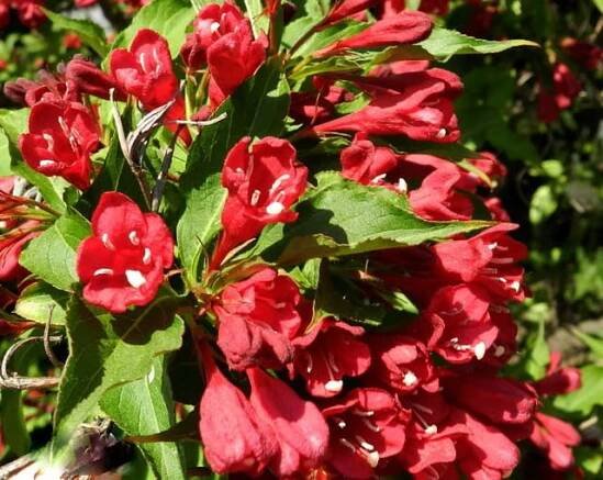 Weigelie RED PRINCE