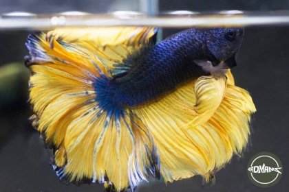 Plakat: How To Take Care Of This Betta Fish - Badman's Tropical Fish