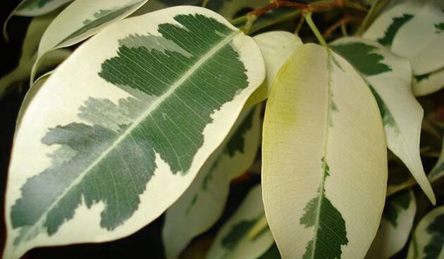 Ficus Benjamin Starlight
