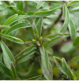 BIO Saturejka zahradní – Satureja hortensis – bio osivo saturejky