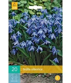 Ladoňka Scilla Siberica "C" 1 ks, Podzimní cibuloviny