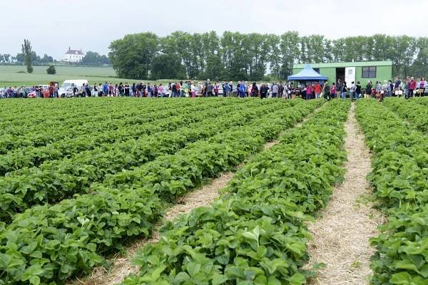 18. červen 2016 – samosběr jahod – Farma u Miklasů