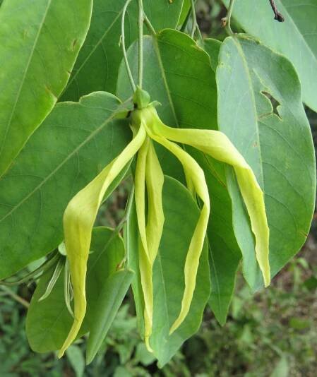 Desmos chinensis