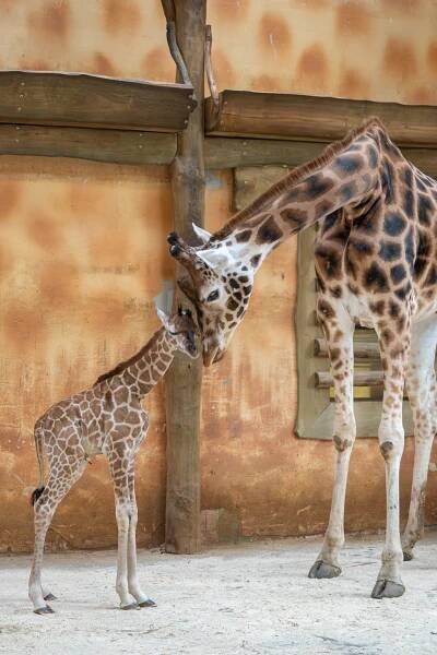 DALŠÍ MLÁDĚ ŽIRAFY V OLOMOUCKÉ ZOO | Zoo Olomouc - Svatý Kopeček