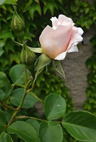 Atlas - fotogalerie: rosa; 3