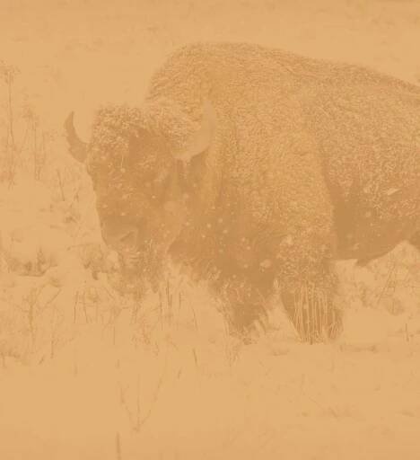 Visit the Bison Range | Flathead Reservation | Montana