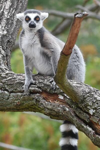 Zábava v pražské zoo: Lemuři obědvali před kamerami TN.CZ!