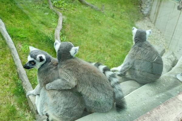 Výlet k MDD - ZOO Olomouc | ZŠ a MŠ Předklášteří