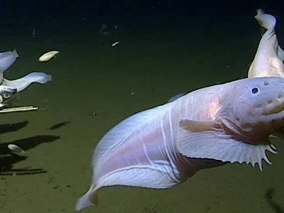 Scientists find wild fish swimming below 27,000 feet. How it survives.