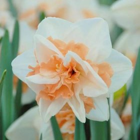 Double-Flowered Daffodils