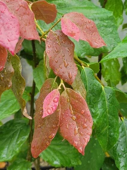 Distylium × Parrotia