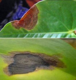 Žluté skvrny na okurkových listech: jak zacházet, jak předcházet
