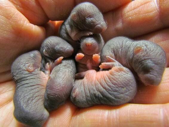 Soubor:7 Baby Mole Rehabbers.jpg – Wikipedie