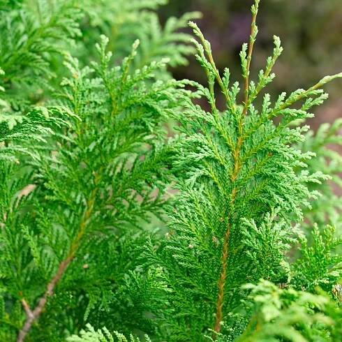 Cedar RapidsTM False Cypress