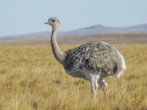 Lesser Rhea - Rhea pennata - Birds of the World