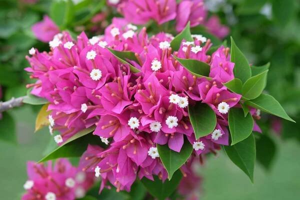 Bugenvilea (Bougainvillea)