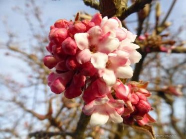 Kalina bodnantská (Viburnum x bodnantense), květy, květenství