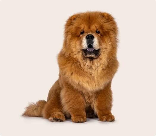Chow chow dog