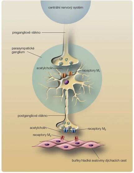 Obr. 1 Cholinergní muskarinové receptory uplatňující se při bronchokonstrikci; volně podle [19] – Barnes, 2004. Receptory M1 jsou lokalizovány v parasympatických gangliích v dýchacích cestách, jejich zablokování brání přenosu impulsů, které by vedly k bronchokonstrikci. Receptory M2 působí jako negativní zpětná vazba, jejich blokace vede naopak ke zvýšenému uvolňování acetylcholinu  a k následné bronchokonstrikci. Receptory M3 na buňkách hladké svaloviny stojí na konci cesty  nervového přenosu a zprostředkovávají bronchokonstrikční reakci jako odpověď na uvolněný acetylcholin.