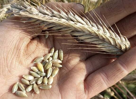 Resources — UK Grain Lab