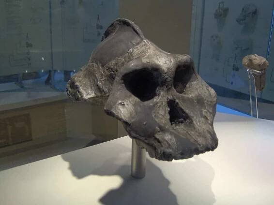 Paranthropus aethiopicus skull ("Black Skull") replica. Credit: Wikimedia Commons.