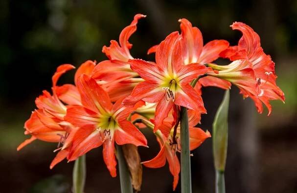 Descripción botánica del Hippeastrum