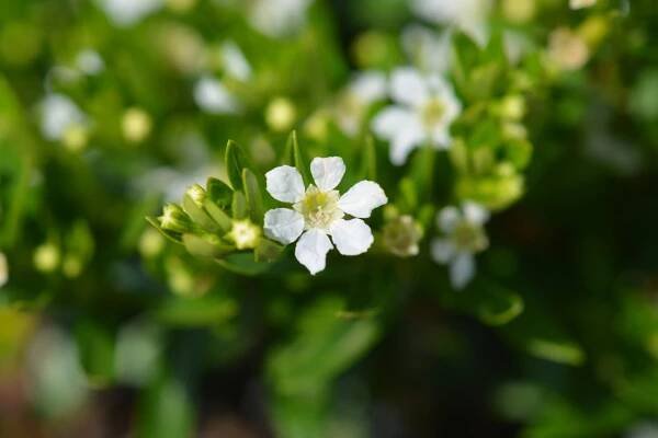 Japonská myrta (Cuphea hyssopifolia)