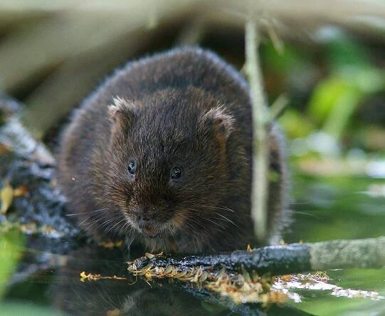 Heart of Argyll Wildlife Organisation HAWO 