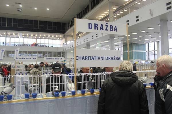 Výstaviště ovládli poštovní holubi. Do Brna zavítali chovatelé z jedenácti zemí