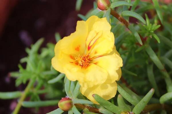 Šrucha zelná (Portulaca oleracea) - VMD drogerie a parfumerie