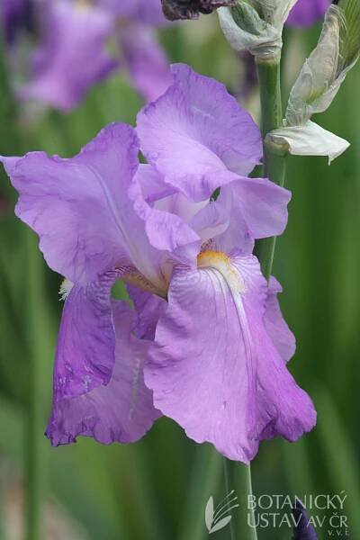 Iris barbata elatior Thais (3) | HORTIFOTO | Autoři | iBotky.cz