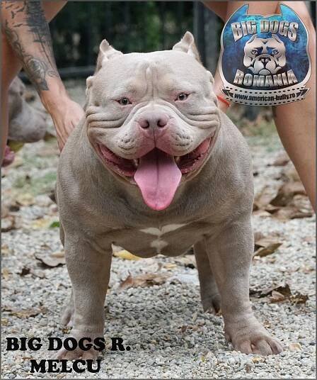 MELCU – American-Bully.ro – Bully Romania big dogs caini