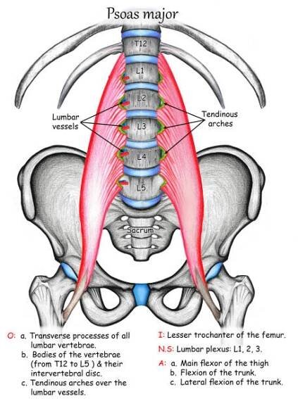 psoas major sval - lumbar plexus stock ilustrace