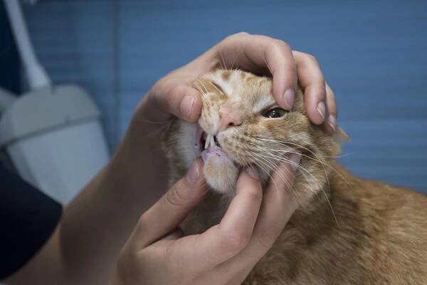 Cat getting teeth examined at vet