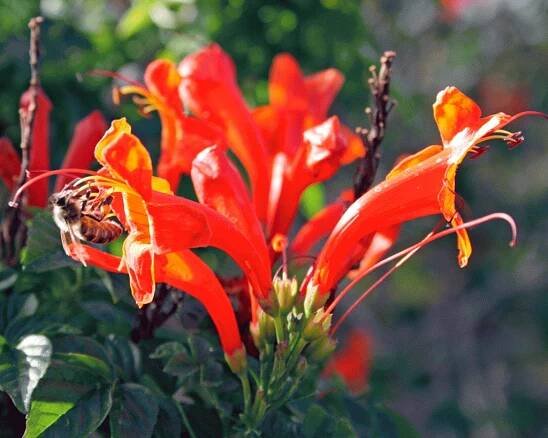 abeja01