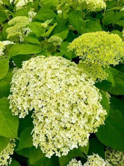 Hortenzie STRONG ANNABELLE