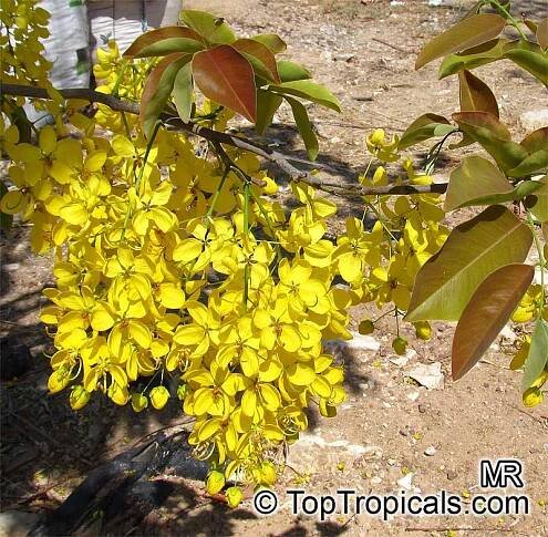 Cassia fistula (Golden Shower Tree) | Top Tropicals Plant Encyclopedia