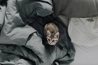 Jak odnaučit kočku čůrat do postele? co dělat, když kočka čůrá do postele?