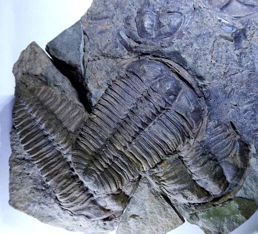 Trilobit Ptychoparie - Sběratelství