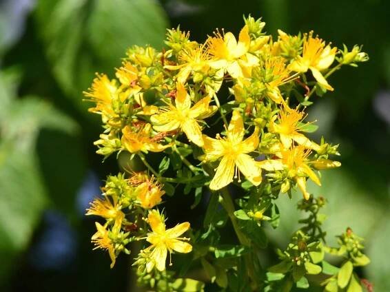 Johanniskraut im Garten