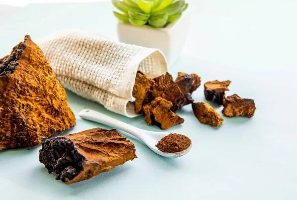 chaga-houba-prášek