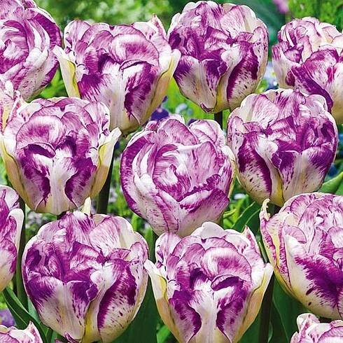 Tulipán Bílo-fialový 5 ks Tulipány Cibulky tulipánů Cibule