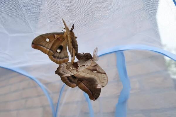 Antheraea polyphemus — “Polyphemus moth” | Welcome, visitor!