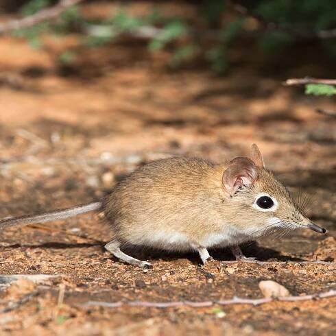 Newly-discovered Langya virus infected 35 people in China