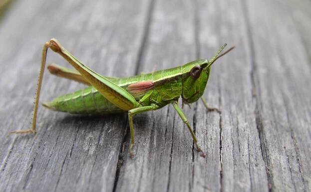 Euthystira brachyptera (saranče zlatozelená) | BioLib.cz